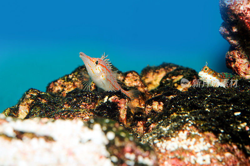 Longnose Hawkfish